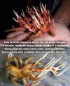Parasitic fungus Cordyceps replace every tissue inside of a tarantula