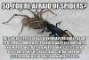 So you're afraid of spiders ? Read this and you'l feel better ! 
