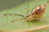 The Australian STAINED-GLASS MIRROR SPIDER