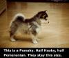 This is Pomsky.