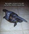 Turtle with knife on his back! 