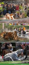 Zoo gives visitors the chance to test their strength against big cats...