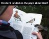 This bird landed on the page about itself ...