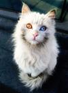 Fire And Ice In This Cat’s Eyes