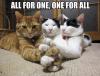 The power of teming! All for One, and One for All. Cat edition :)