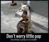 Don't Worry Little Pup