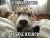 GOOD MORNING-IT'S PEE O'CLOCK. Cute dog :)