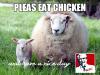 Sheep appeal, please eat chicken