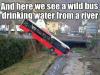 And here is the wild bus drinking water from river