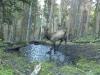 Elk Calf plays in the puddle!