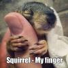 Squirrel - My finger