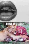 Lion -  I love you Zebra 