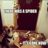 Dog - There was a spider...