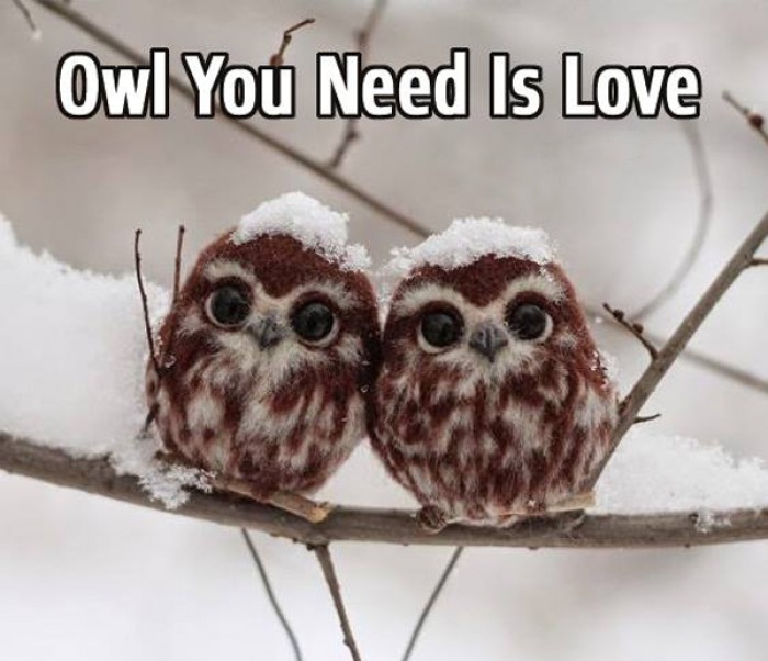 Owl your need is love
