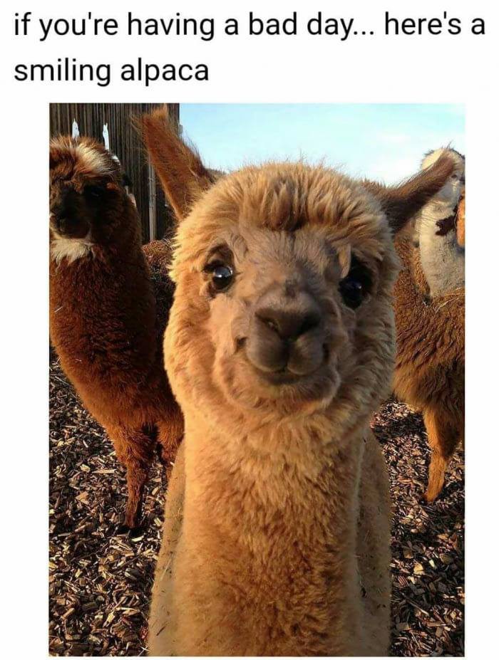 Alpaca - If you're having a bad day...