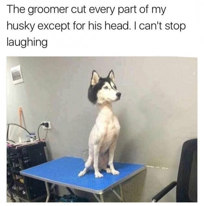 The groomer cut every part of my husky except for his head..